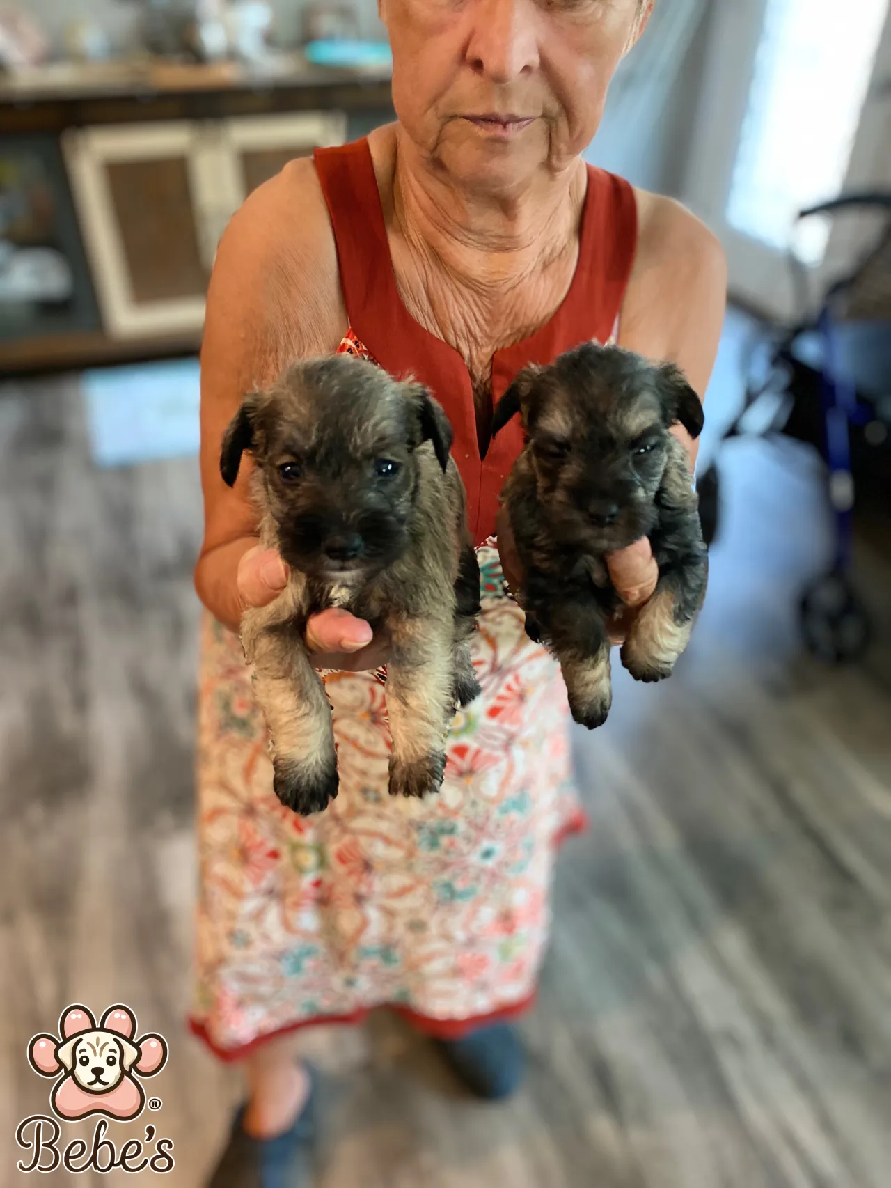 Schnauzers available 