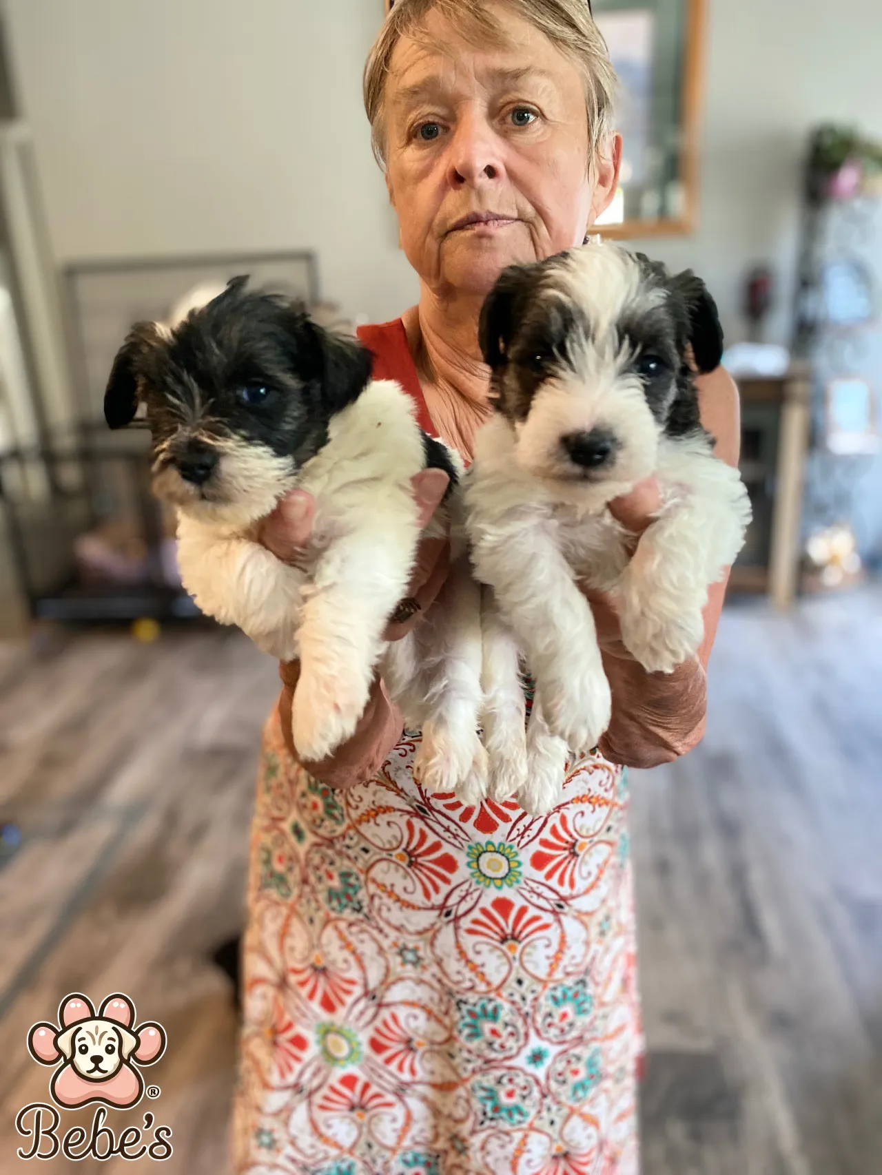 Schnauzers available 