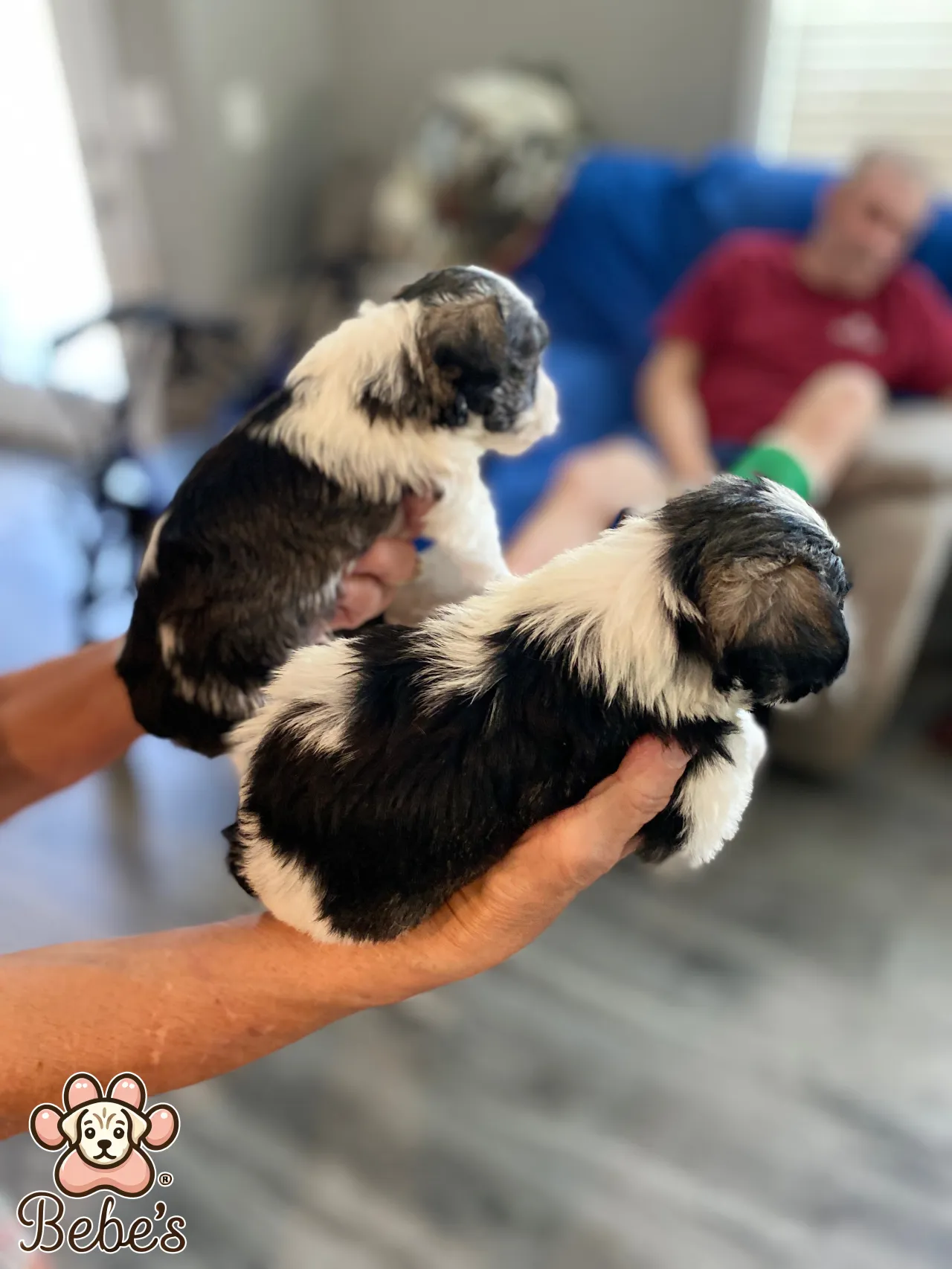 Schnauzers available 