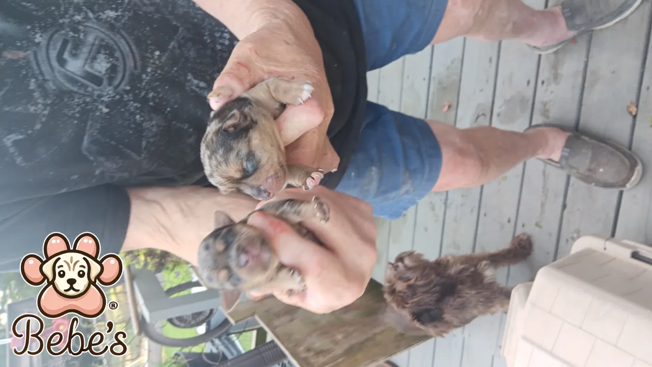 Yorkies Blue Merls Traditional 
