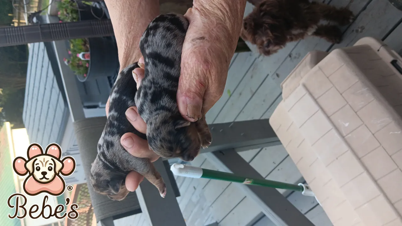Yorkies Blue Merls Traditional 