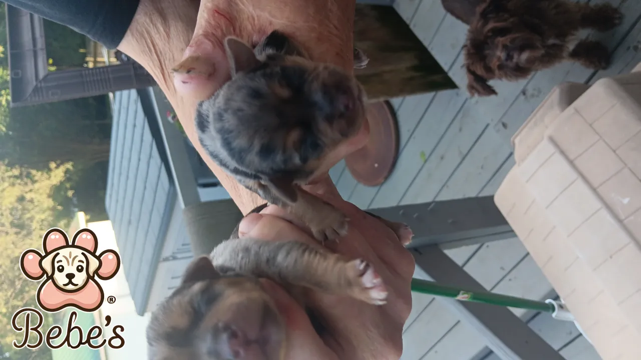 Yorkies Blue Merls Traditional 
