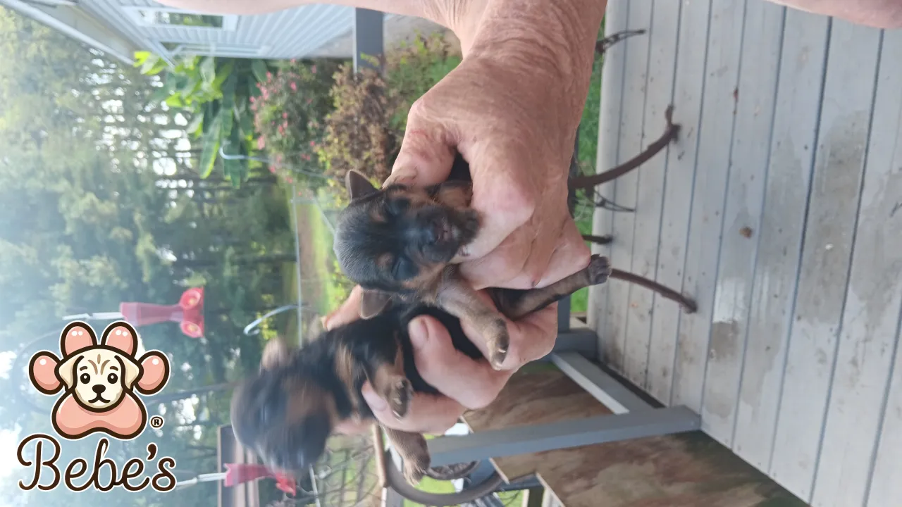 Yorkies Blue Merls Traditional 